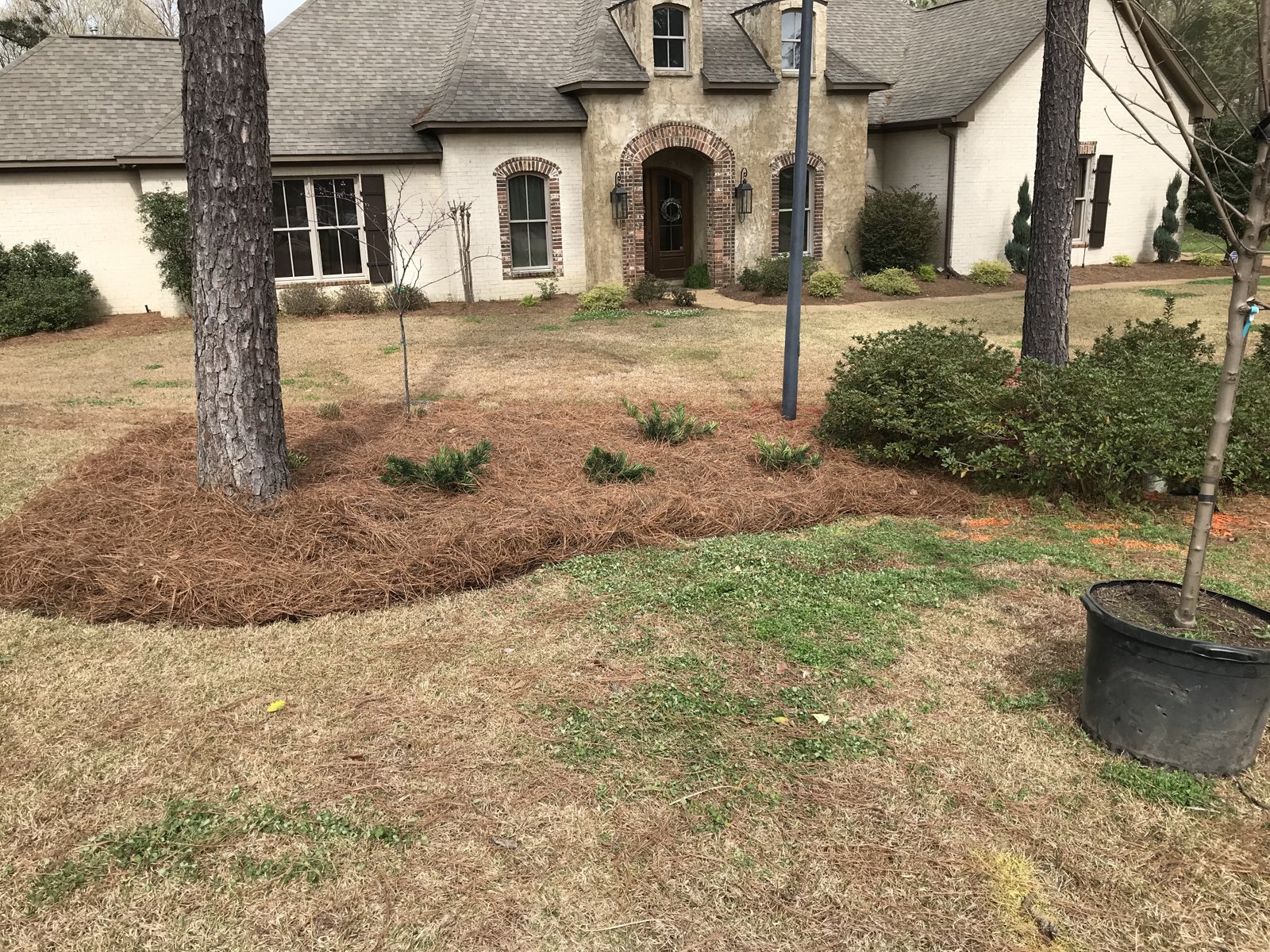 Fresh pine straw around planting beds