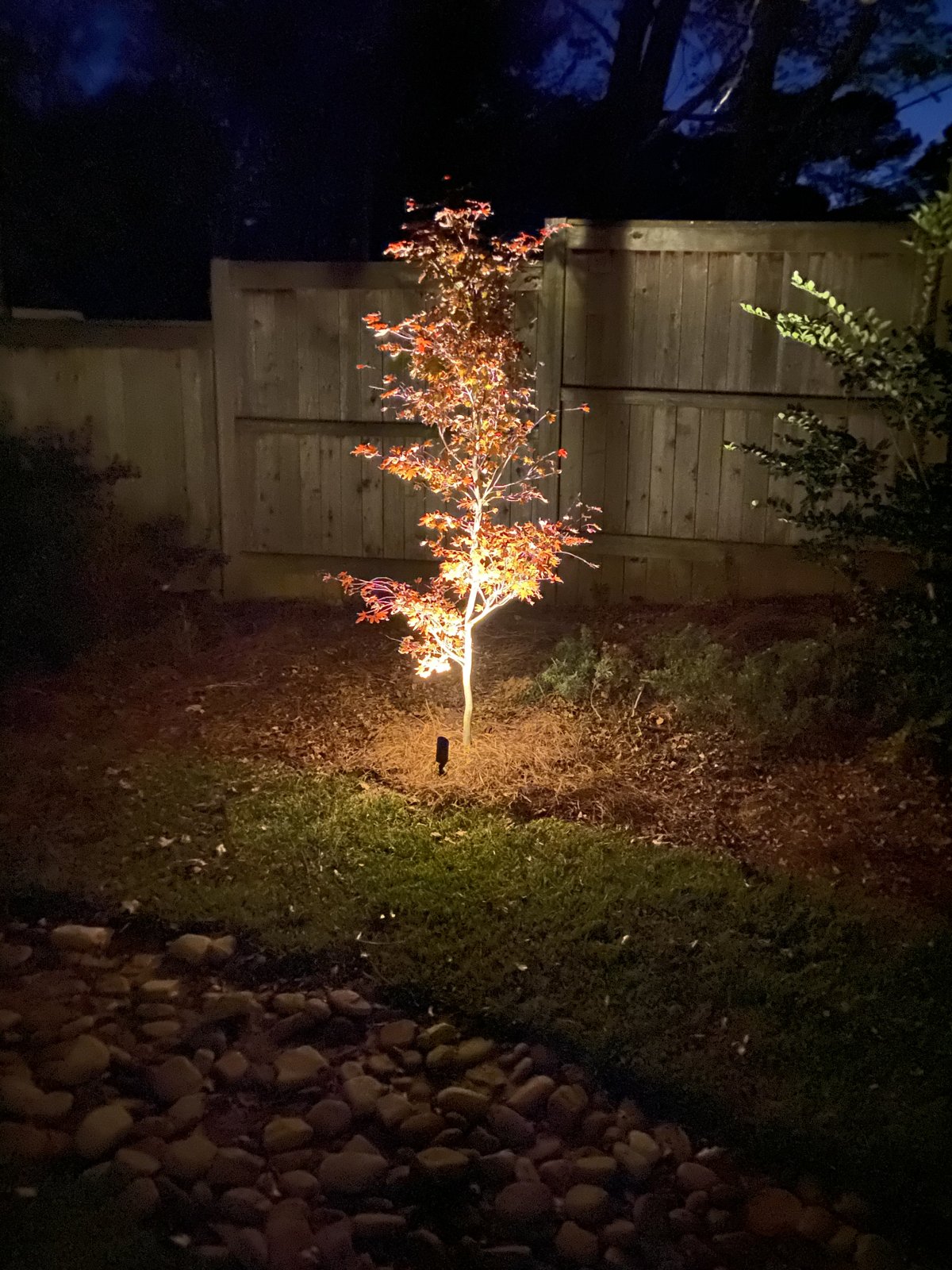 Accent lighting on an ornamental tree