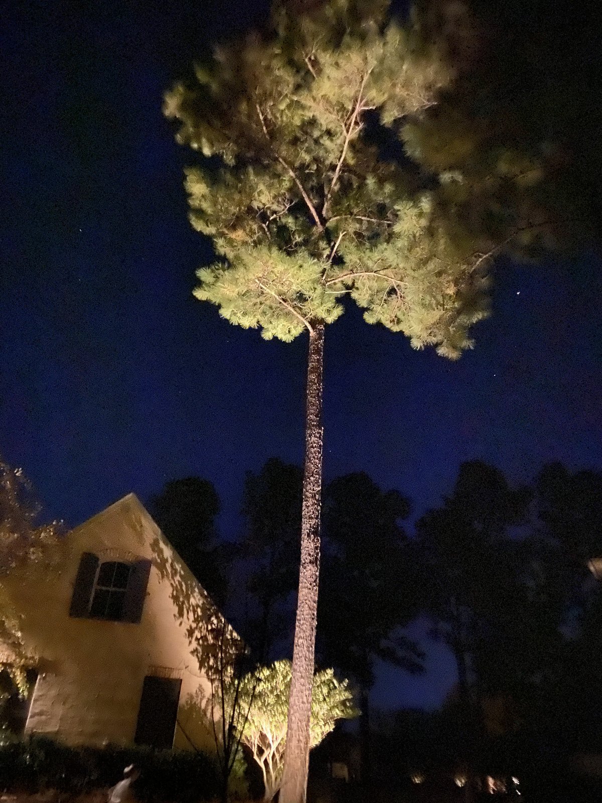 Tall-tree uplighting